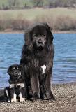 DOGUE DU TIBET 151
